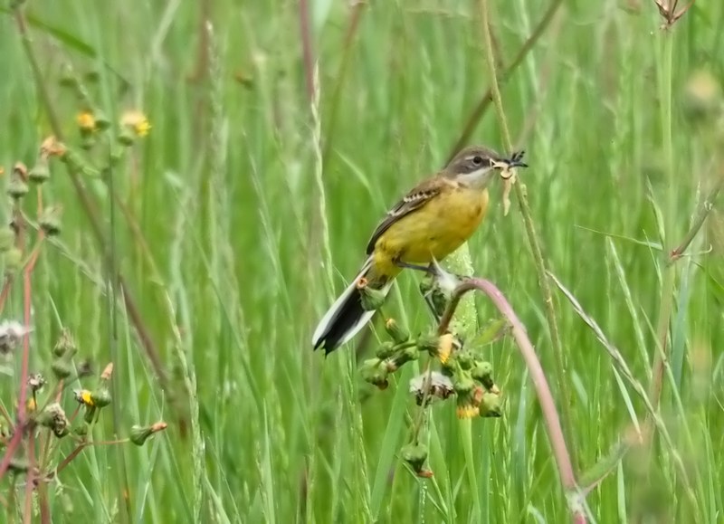 Cutrettola capinera occidentale- Motacilla flava   feldegg